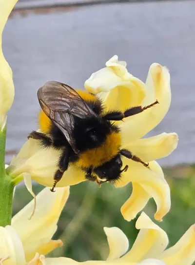 Descoperim primăvara: plante, insecte și semințe puse în pământ — fotografie 45