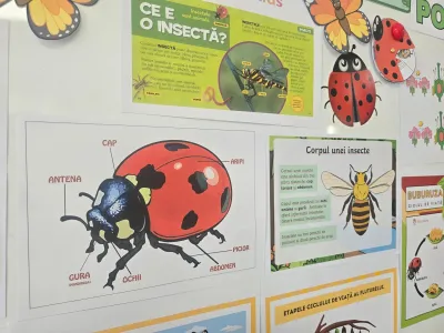 Descoperim primăvara: plante, insecte și semințe puse în pământ — fotografie 49