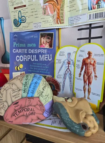 A journey inside the human body — photo 3