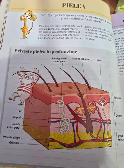 A journey inside the human body — photo 26
