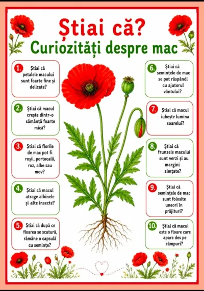 Activitate integrată la clasa pregătitoare, inspirată de mac — fotografie 14