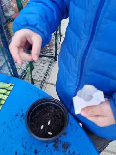 Mici grădinari: am plantat semințe și am deschis Jurnalul plantei — fotografie 9
