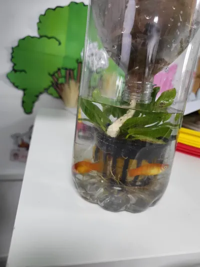 Green Week: an ecosystem built inside a plastic bottle — photo 2