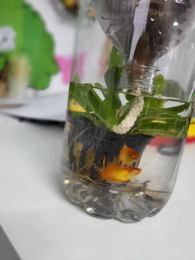 Green Week: an ecosystem built inside a plastic bottle — photo 5