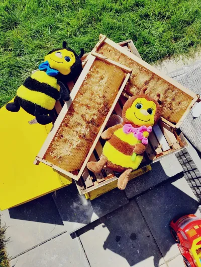 Săptămâna 2: acolo unde sunt albine, acolo este viață — fotografie 3