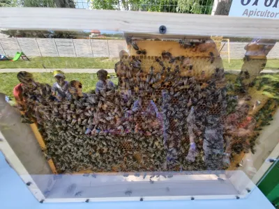 Albinele au venit la Școala de Vară: faguri, ceară și un trântor în palmă — fotografie 14
