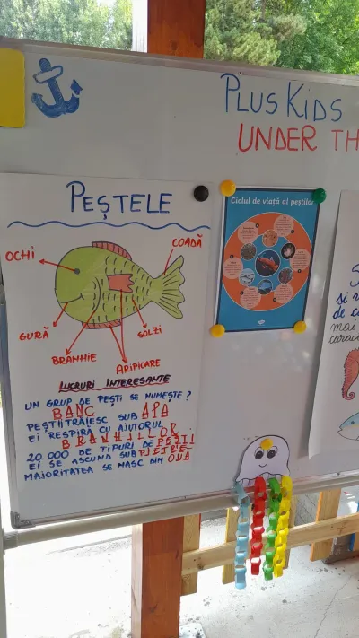 Week 4: "Under the sea", a week spent below the waves — photo 19