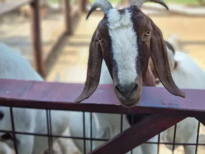 A trip to the Animal Farm — photo 1