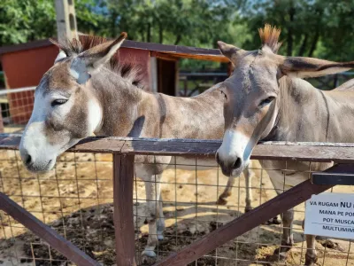 A trip to the Animal Farm — photo 2