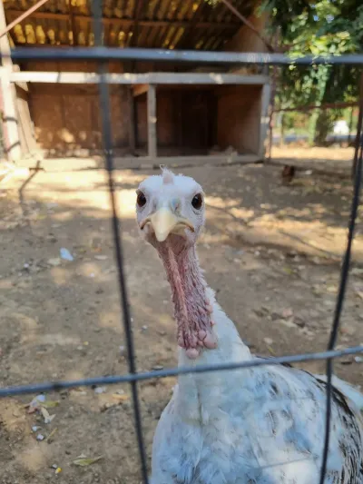 A trip to the Animal Farm — photo 5