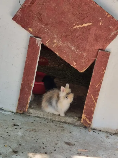 A trip to the Animal Farm — photo 6