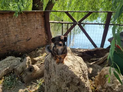 A trip to the Animal Farm — photo 10