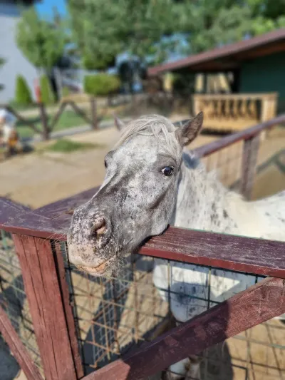 A trip to the Animal Farm — photo 11