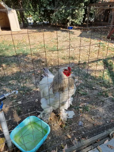 A trip to the Animal Farm — photo 16