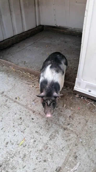 A trip to the Animal Farm — photo 32