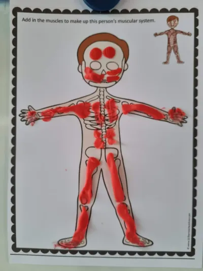 Human body week: muscles, skeleton and internal organs — photo 4