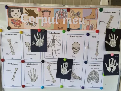 Human body week: muscles, skeleton and internal organs — photo 8